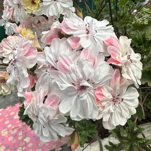 semi di geranio pelargonium semi di tappezzanti, perenni, resistenti all'inverno gerani ornamentali per luoghi soleggiati resistenti in vaso da esterno primaverili, 220semi