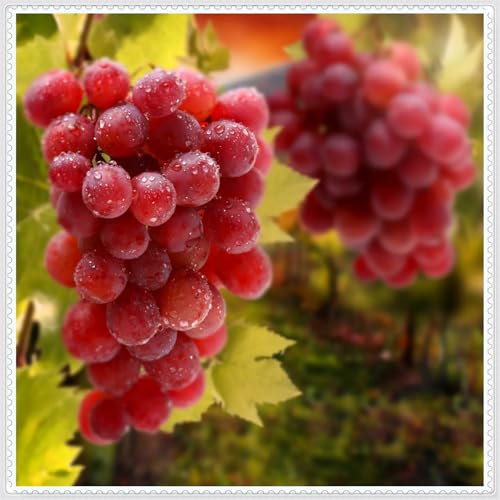 Weinknollen, kältebeständige Knollen, kernlose Trauben, süße Trauben, natürliche Weintraubenrhizome-1 Weinreben pflanzen-G