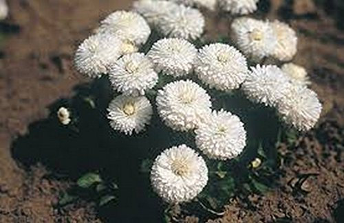 Bellis- pâquerette (Bellis perennis super Enorma) - Blanc - 100 graines