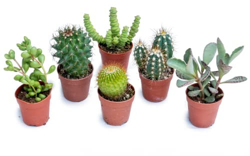 Italy Green Life - Mix di 6 Succulente Senza Spine e Cactus Veri, Diametro Vaso 5,5cm | Mini Piante da Interno ed Esterno | Piante Resistenti per Scrivania, Casa e Ufficio | Regali Ecosostenibili