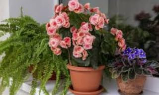 Begonia Borias rose très frais, TERRE DE ROMAGNA, haute qualité parfaite dans son être. Décor salon vase 14