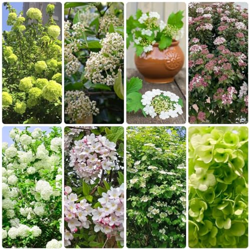bola de nieve - de jardín cubrir el suelo bola nieve culinarias raras, decorativas arbustos resistentes, con sostenibles 420semillas