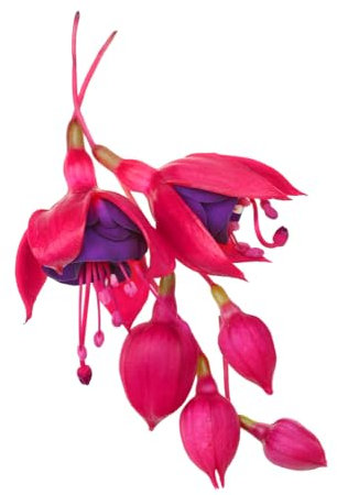 Fuchsia Plants, 'Genii', 2 x Full Plants in 1 Litre Pots, Fuchsias, Garden Ready, Ready to Plant, Premium Quality Garden Perennials