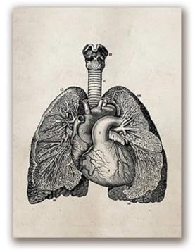 1 St Mänsklig Anatomi Vetenskap Vintage Affischer Konsttryck Medicinsk Dukmålning Läkare Klinik Väggbilder Dekor(PH619,13x18 cm No Frame)