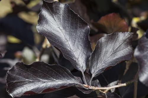 Fagus sylvatica 'Swat Magret' 150-175 cm - Blutbuche, dunkelrote Blätter, ideal als Hecke oder Solitär, winterhart und pflegeleicht