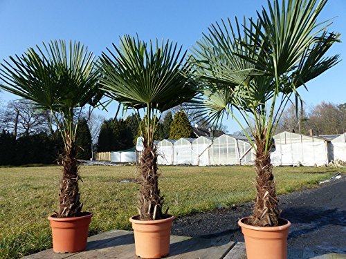 gruenwaren jakubik 3 Stück XXL Palme winterhart 200-220 cm Trachycarpus fortunei, Hanfpalme, Top-Qualität
