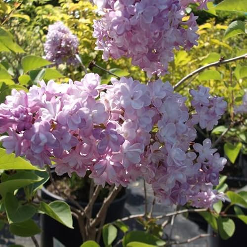 Edelflieder 'Katherine Havemeyer' - Syringa vulgaris 'Katherine Havemeyer' 40-60 C - 40-60 cm Topf