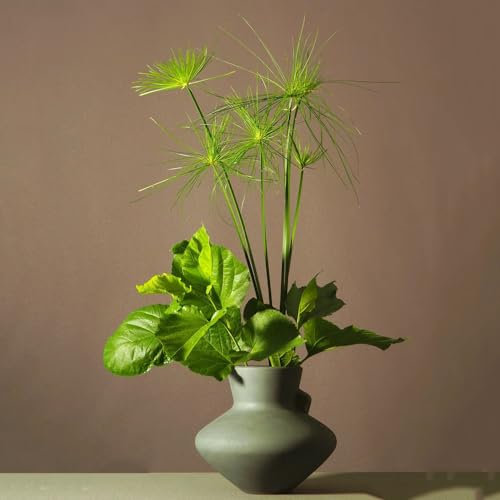 400 Pcs Papyrus Pflanze Samen - Herbst Dekoration, Winterharte Pflanzen Für Garten (Cyperus Papyrus) Pflanzen Geschenk, Exotische Zimmerpflanzen Geschenke Für Gartenfreunde