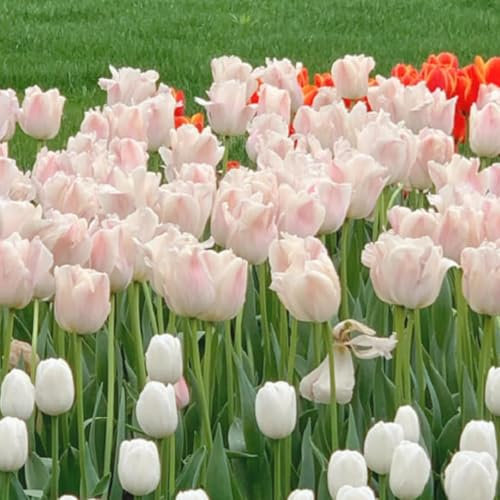 I bulbi di tulipano sono bulbi resistenti al freddo che possono essere piantati sia a nord che a sud, facili da curare e fioriscono bene. -15 bulbi -c