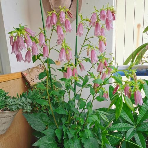Semillas de campanilla - Campanula Medium,resistentes para el jardín,hermosas en macetas.jardín decorativo 300pcs