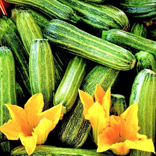 TomorrowSeeds - Costata Romanesco Zucchini Seeds - 20+ Count & 100 Yellow Straightneck Squash - for 2026 Planting Ribbed Italian Striped Roman Summer Squash Heirloom Courgette Garden Vegetable