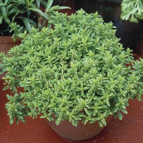 Marjoram 'Compact' (Origanum vulgare 'Compactum') Herb Plants – Grow Your Own Herbs Ideal for Greenhouse, Garden, Polytunnel, Large Pots or Containers - UK Grown by Park Farm Plants (Seed)