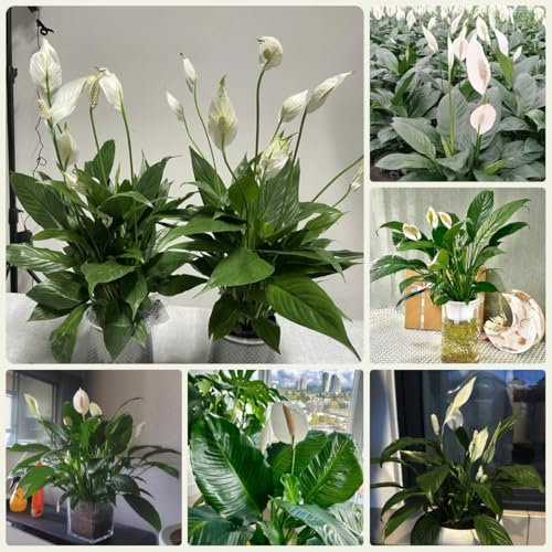 einblatt zimmerpflanze samen - balkonpflanzen winterhart mehrjährig, pflanzen balkon pflanzen, winterharte pflanzen für garten balkonpflanzen winterhart, pflanzen samen deko pflanzen, 30pcs