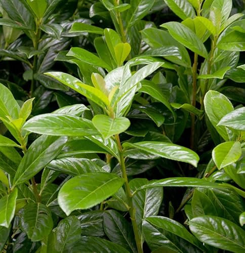 Kirschlorbeer Novita 125-150cm - Prunus laurocerasus - lebende Gartenpflanze aus den Baumschulen