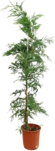 Planta natural Cipres Leilandi, Cupressus Leylandii, 115 cm. Cipres de Leyland. Ciprés de rápido crecimiento, ideal para setos altos y pantallas verdes. Segura Garden.