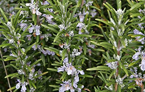 Rosemary 'Officinalis' Garden Herb Garden XXL Supersize Plug Plants Pack x3