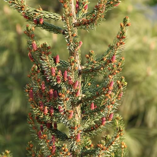 Pianta vera di Picea omorika - Diametro Vaso Ø 23 cm