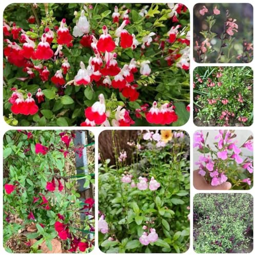 semillas de salvia organicas - jardín exóticas resistentes 50pcs