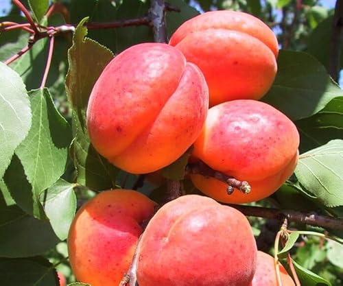 Albero di Albicocco, Pianta da Frutta, Età 2-3 Anni, Altezza 130-150 cm (Orangered)