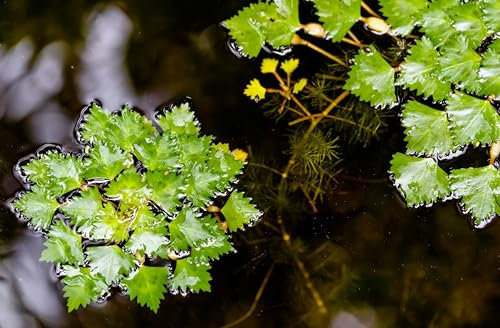 Lincolnshire Pond Plants Ltd 1 Trapa Natans for Pond, Floating Plant Against Algae