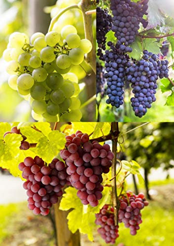 3er Set Weintrauben Pflanzen - Rosa, Hell & Blau | Winterharte Weinreben | Ideal für Garten, Pergolen & Terrassen | Ertragreiche Sorten mit süßen Trauben