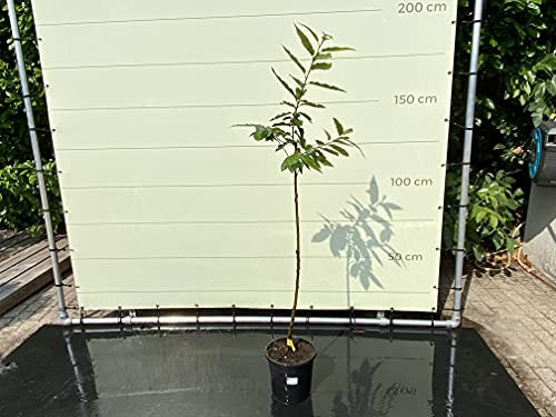 Tropictrees - CASTANEA SATIVA - Kastanienbaum 140/160CM - A+