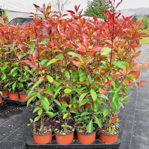 Photinia Red Robin, 24 piante alte 30/40 cm, vaso Ø13, per siepe folta e alta