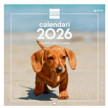 Finocam - Calendrier mural 2026, 30 x 30 cm, vue mois janvier - décembre 2026 + sept. - Déc. 2025 (4 mois) réduits | Calendrier 2026 | Images chiots - Catalan