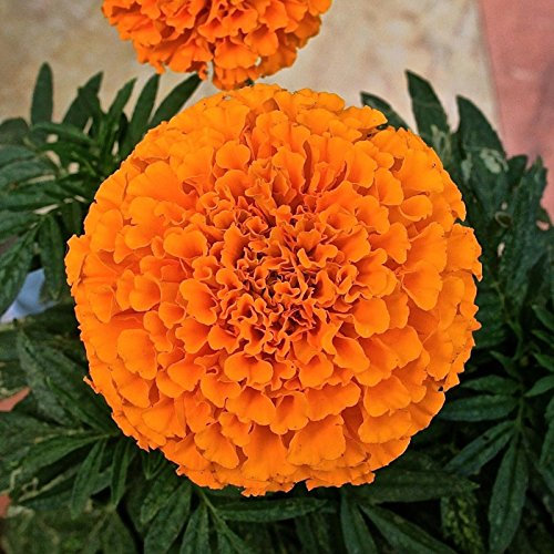 Portal Cool Semi di Fiore Marigold-Tagetes Nano Orange (Tagetes Erecta Nana) 100 Semi:Semillas