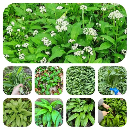 semillas de ajo silvestre - balcón, jardín interior variedades tradicionales cobertura del suelo 420pcs