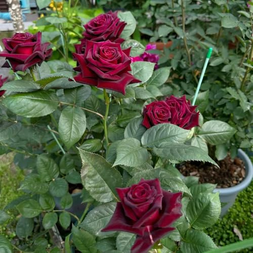 rosal - Rosa chinensis - Parterres elevados el jardín jardín de en el balcón Decoraciones de exteriores variedades orgánicas tradicionales trepadoras 180semillas