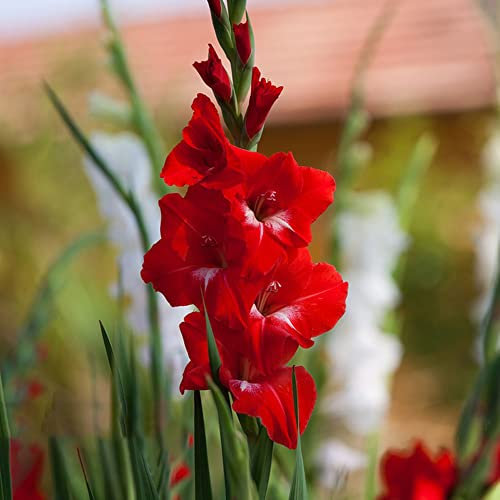 Gladiolenzwiebeln MehrjäHrig Winterhart Blumenzwiebeln Balkon Deko Blumen Exotische Pflanzen Winterharte Gladiolen Gartenblumen Balkonpflanzen KüBelpflanzen 3 Winterharte Gladiolen Zwiebel Rot