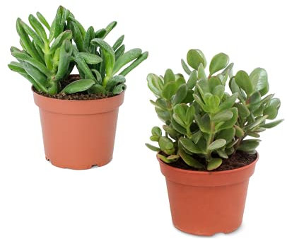 Planta de Jade y Crassula Hobbit Pack Ahorro de Dos Suculentas Naturales