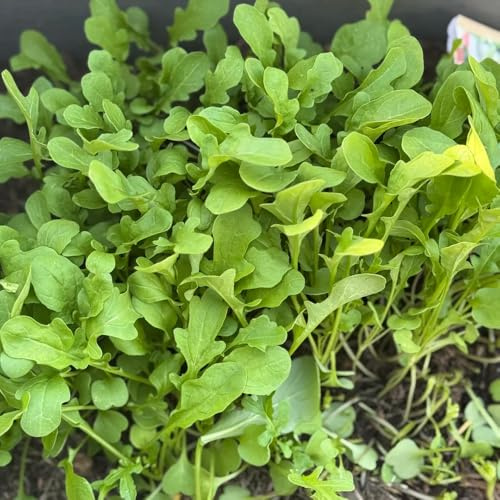 semi di rucola resistente - interno vecchie varietà appartamento giardino 500pcs