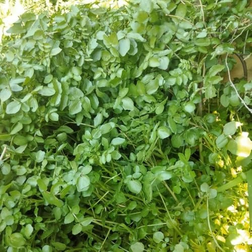 semi biologici di crescione, giardino balcone 50pcs