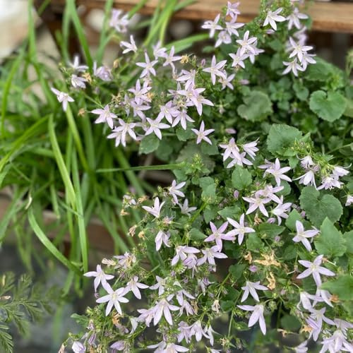 Semillas de campanilla, Las de jardín son perennes resistentes Campánula mediana, semillas de variedades antiguas 150pcs