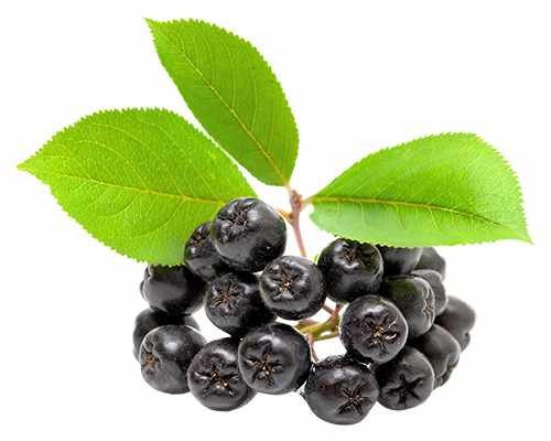 Apfelbeere Aronia prunifolia 'Viking' 60-70 cm – Robuste Superfrucht mit hohen Erträgen, gesundheitsfördernd, ideal für Garten und Balkon