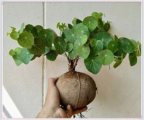 Mehrjährige Blumenzwiebel ist winterhart, Blumenzwiebel Mix, Garden,2025 Winterhart pflanzen,Mysteriöse magische Glühbirne-1 Stephania Erecta Knolle-A