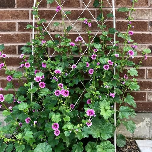semillas de malva orgánicas de interior raras semillas malva Decoración sala estar con camas elevadas primavera, resistentes en macetas pradera 200semillas