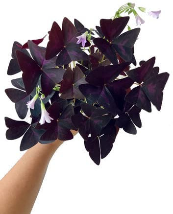 Oxalis Triangularis o Planta Mariposa Natural Hierba de Exterior