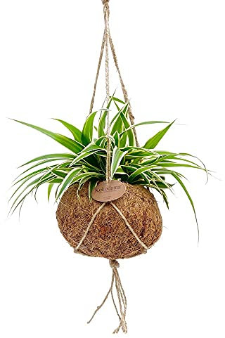 Exotenherz Kokodama Chlorophytum dans un récipient en kokodama à suspendre - Lys vert araignée - env. 15 cm