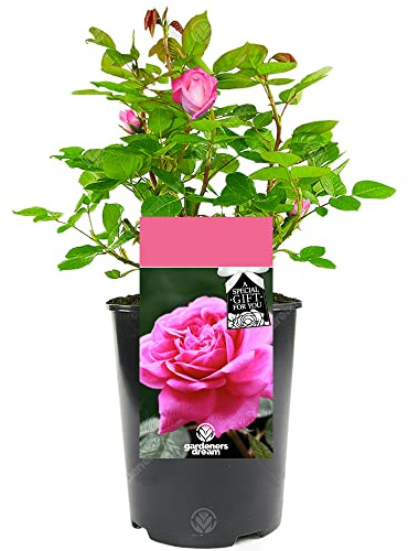 Rosal Perfumado Rosa PREMIUM Planta de Exterior Natural