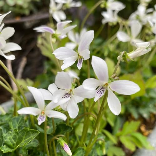 duftveilchen mehrjährig wohnzimmer deko balkon topfblumen 300samen