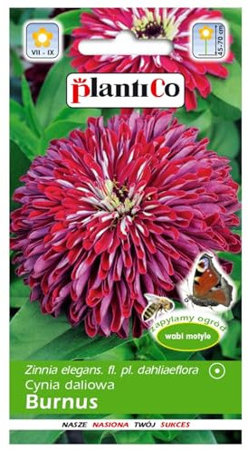 PlantiCo Zinnia Burnus en fleurs Graines 1g Fleur d'été aux couleurs vives pour massifs Fleurs coupées Graines de fleurs de dahlia