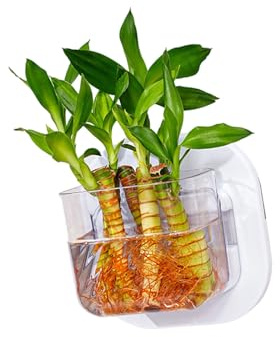 Transparents Fishes Tanks Hydroponic Planter Wall Mounted Fish Tanks Container For Plant And Decoration Wall Planter