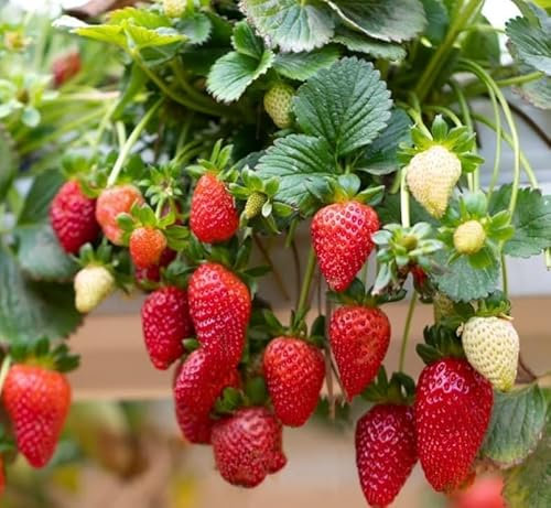 Strawberry Seeds | Fresca | 20+ Seeds | Trailing for Hanging Baskets