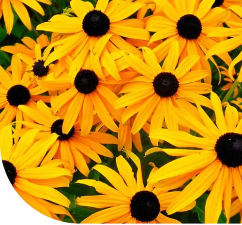 Graines de Fleurs Rudbeckia Hirta, Fleurs Jaune-Orangé, Plante Vivace pour Jardin, Hauteur 70 cm