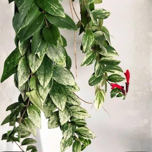 Variegated Lipstick Plant in 4'' Pot, Tropical Flowering Houseplant, Easy Care Trailing Indoor Plants