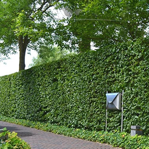 Gardline - Rotbuche Fagus sylvatica 60-80 cm IM TOPF. 3-200 Buche Pflanzen. Buchen Hecke - 38 St. (ca. 7 Meter)