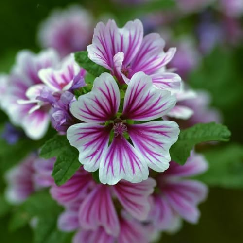 Semillas de malva, de balcón resistentes Semillas de Malva Silvestre, Malva Sylvestris, resistentes 100pcs